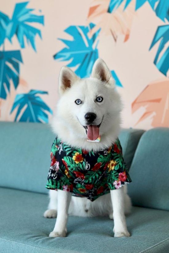A white dog wearing a colorful floral shirt sits on a blue couch, with a background of blue and peach leaves on the wall.